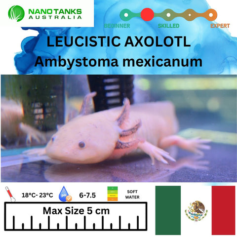 Leucistic Axolotl 15cm **located offsite** - Nano Tanks Australia Aquarium Shop