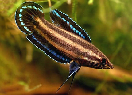 Licorice Gourami - Nano Tanks Australia Aquarium Shop