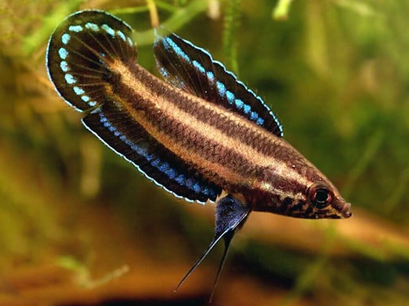 Licorice Gourami - Nano Tanks Australia Aquarium Shop