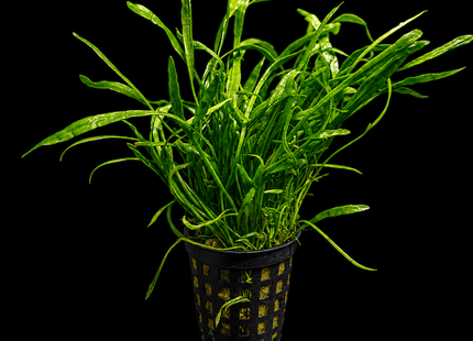 Lilaeopsis Pots - Nano Tanks Australia