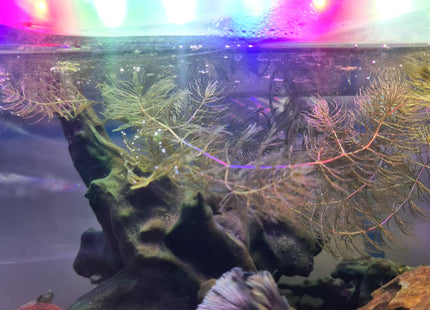 Limnophila aquatica a handful - Nano Tanks Australia Aquarium Shop