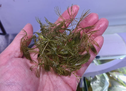 Limnophila aquatica a handful - Nano Tanks Australia Aquarium Shop