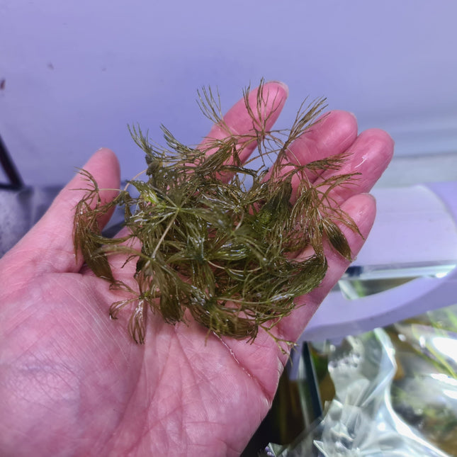 Limnophila aquatica a handful - Nano Tanks Australia Aquarium Shop