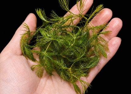 Limnophila aquatica (Giant Ambulia) – Handful - Nano Tanks Australia