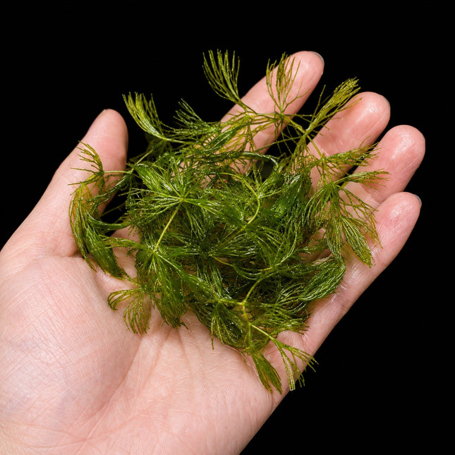 Limnophila aquatica (Giant Ambulia) – Handful - Nano Tanks Australia