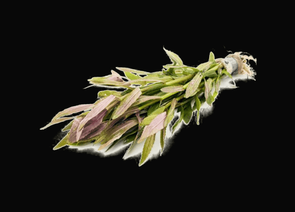 Limnophila aromatica (Emersed) – 5 Stems ~10cm - Nano Tanks Australia