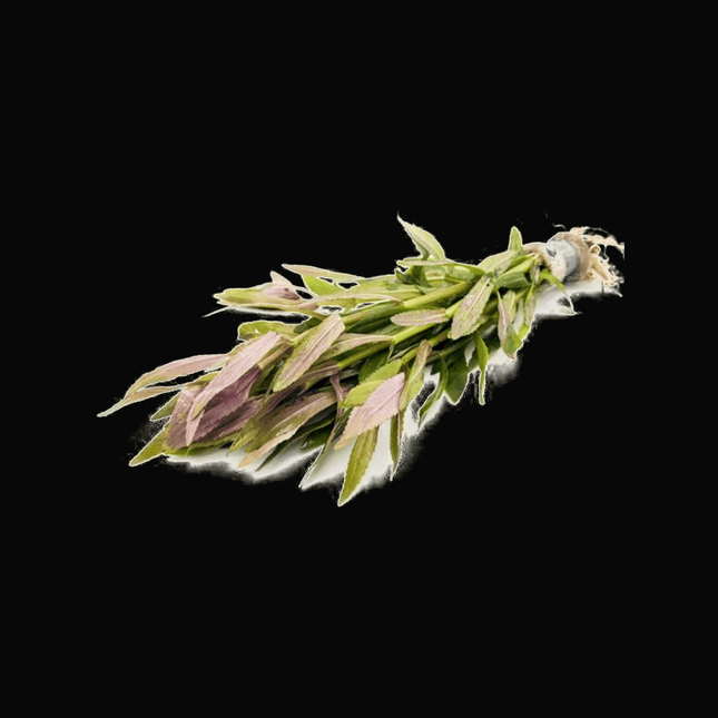 Limnophila aromatica (Emersed) – 5 Stems ~10cm - Nano Tanks Australia
