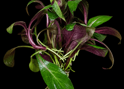 Lobelia cardinalis 5 Stems 10cm - Nano Tanks Australia