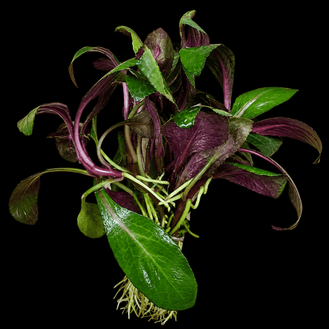 Lobelia cardinalis 5 Stems 10cm - Nano Tanks Australia