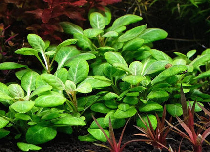 Lobelia Cardinalis on Terracotta Pots - Nano Tanks Australia