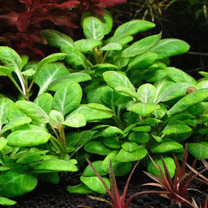 Lobelia Cardinalis on Terracotta Pots - Nano Tanks Australia