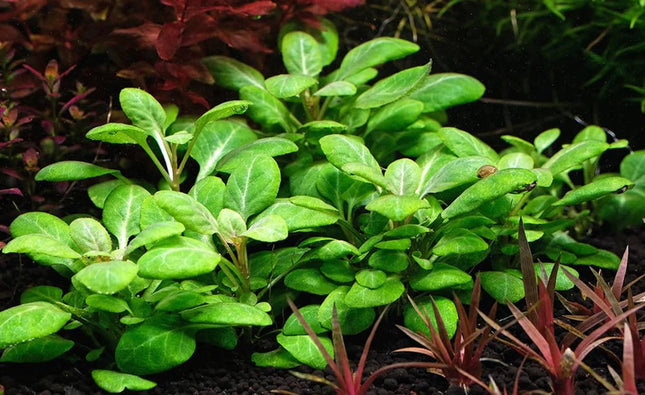 Lobelia Cardinalis on Terracotta Pots - Nano Tanks Australia