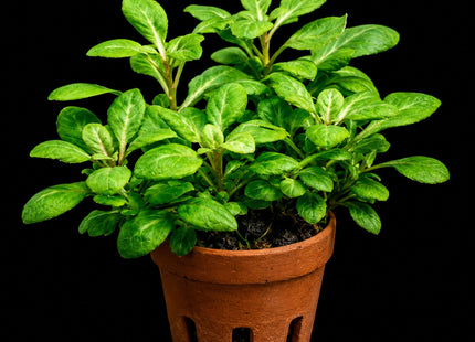 Lobelia cardinalis – Terracotta Pot - Nano Tanks Australia