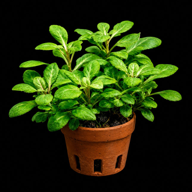 Lobelia cardinalis – Terracotta Pot - Nano Tanks Australia
