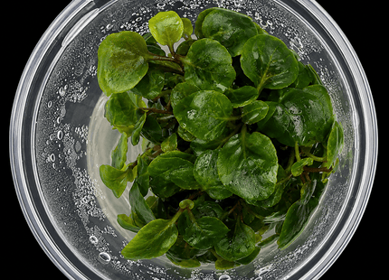 Lobelia cardinalis Tissue Culture - Nano Tanks Australia