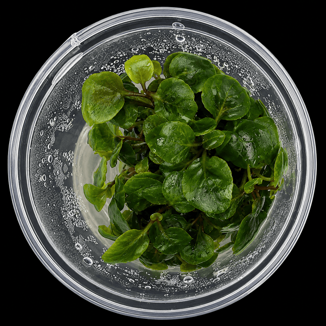 Lobelia cardinalis Tissue Culture - Nano Tanks Australia