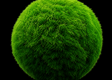 Locally Grown Marimo Moss Balls 1cm - Nano Tanks Australia
