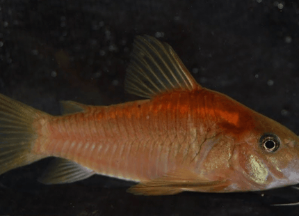 [LOCATED OFFSITE ARRIVED 23 - SEP - 2025] Red Laser Corydoras (Corydoras sp. CW014) 2 - 4cm - The Ultimate Collector's Cory - Nano Tanks Australia