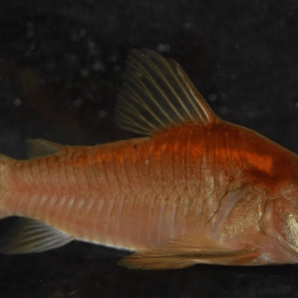 [LOCATED OFFSITE ARRIVED 23 - SEP - 2025] Red Laser Corydoras (Corydoras sp. CW014) 2 - 4cm - The Ultimate Collector's Cory - Nano Tanks Australia