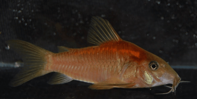 [LOCATED OFFSITE ARRIVED 23 - SEP - 2025] Red Laser Corydoras (Corydoras sp. CW014) 2 - 4cm - The Ultimate Collector's Cory - Nano Tanks Australia