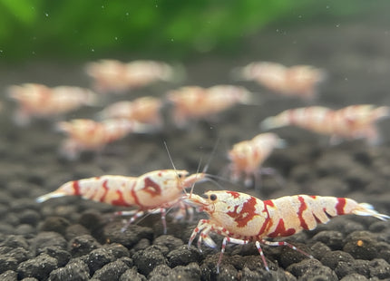 [LOCATED OFFSITE ARRIVED 24 - SEP - 2025] Red Fancy Tiger Shrimp 1 - 3cm - Striking Red & White Striped Pattern - Nano Tanks Australia