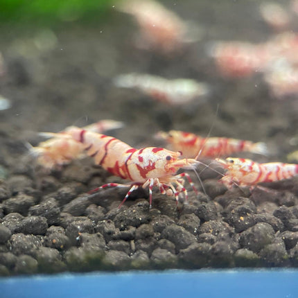 [LOCATED OFFSITE ARRIVED 24 - SEP - 2025] Red Fancy Tiger Shrimp 1 - 3cm - Striking Red & White Striped Pattern - Nano Tanks Australia