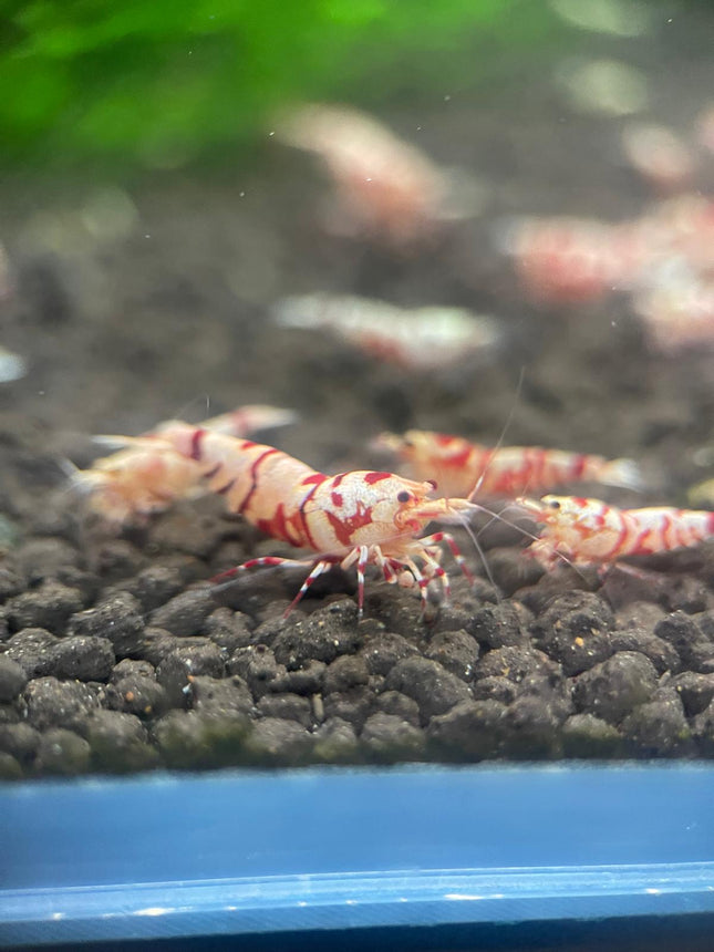 [LOCATED OFFSITE ARRIVED 24 - SEP - 2025] Red Fancy Tiger Shrimp 1 - 3cm - Striking Red & White Striped Pattern - Nano Tanks Australia