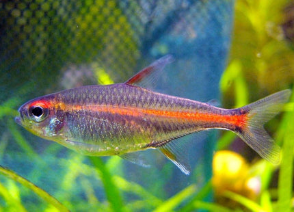 LOCATED OFFSITE: Glowlight Tetra 2 - 4cm - Nano Tanks Australia Aquarium Shop