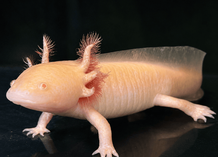 [LOCATED OFFSITE - PLEASE MESSAGE BEFORE PURCHASING] Gold Axolotl 12-15cm - Nano Tanks Australia