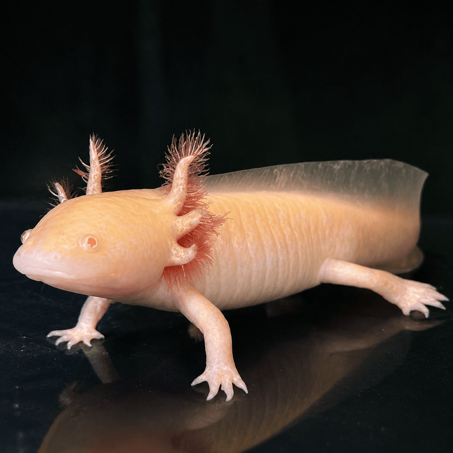 [LOCATED OFFSITE - PLEASE MESSAGE BEFORE PURCHASING] Gold Axolotl 12-15cm - Nano Tanks Australia