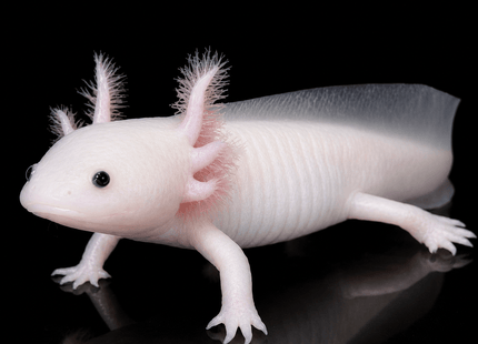 [LOCATED OFFSITE - PLEASE MESSAGE BEFORE PURCHASING] Leucistic Axolotl 12-15cm - Nano Tanks Australia
