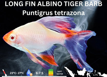 Long Fin Albino Tiger Barbs Puntigrus tetrazona 2-4cm - Nano Tanks Australia Aquarium Shop