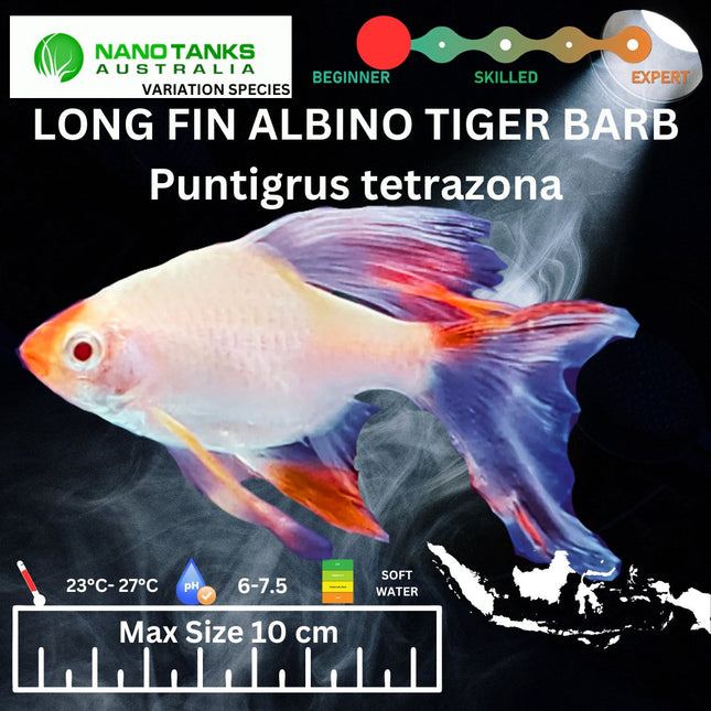 Long Fin Albino Tiger Barbs Puntigrus tetrazona 2-4cm - Nano Tanks Australia Aquarium Shop