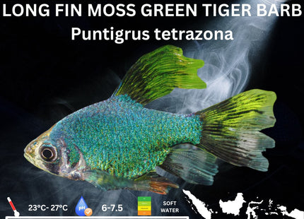 Long Fin Moss Green Tiger Barbs Puntigrus tetrazona 2-4cm - Nano Tanks Australia Aquarium Shop