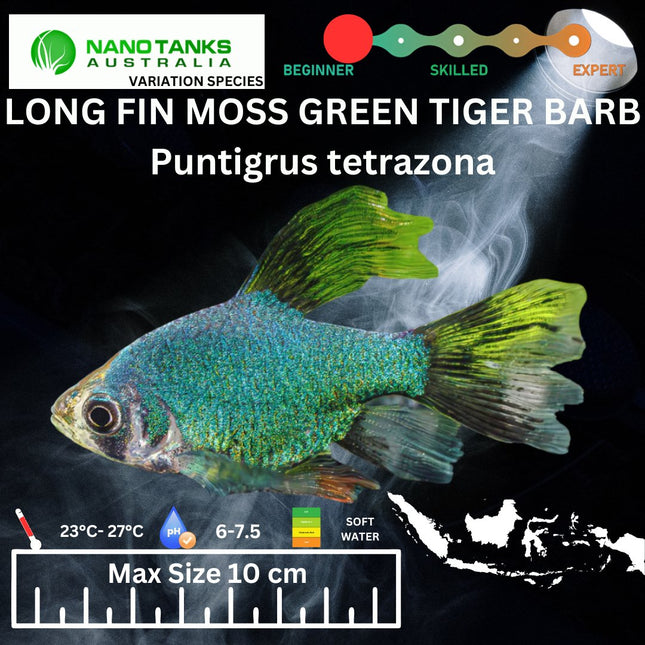 Long Fin Moss Green Tiger Barbs Puntigrus tetrazona 2-4cm - Nano Tanks Australia Aquarium Shop