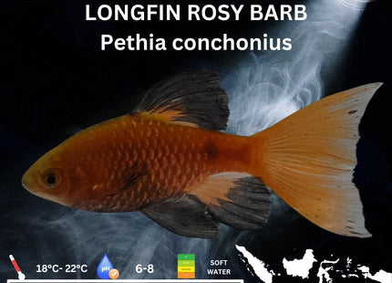 Long Fin Rosy Barbs Pethia conchonius 3cm - Nano Tanks Australia Aquarium Shop