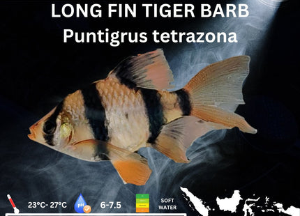 Long Fin Tiger Barbs Puntigrus tetrazona 2-4cm - Nano Tanks Australia Aquarium Shop