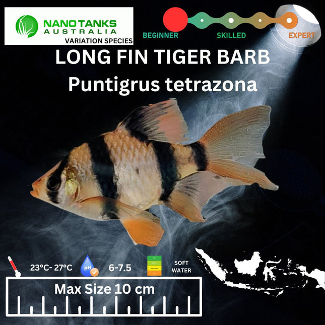 Long Fin Tiger Barbs Puntigrus tetrazona 2-4cm - Nano Tanks Australia Aquarium Shop