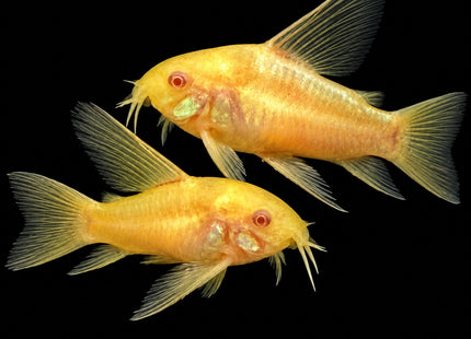 Longfin Albino Panda Corydoras 2–3cm - Nano Tanks Australia