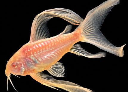 Longfin Albino Panda Corydoras 2–3cm - Nano Tanks Australia