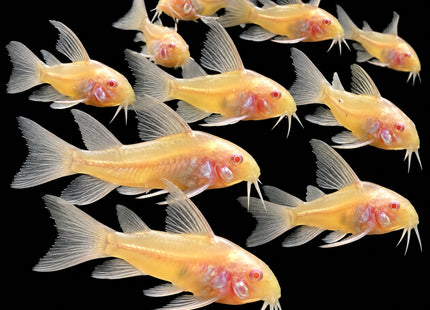 Longfin Albino Panda Corydoras 2–3cm - Nano Tanks Australia