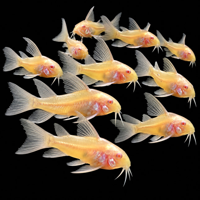 Longfin Albino Panda Corydoras 2–3cm - Nano Tanks Australia