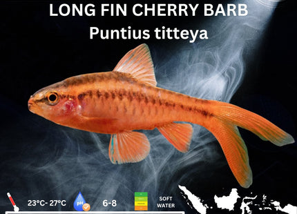 Longfin Cherry Barb Puntius titteya 3cm - Nano Tanks Australia Aquarium Shop