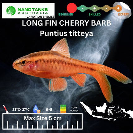 Longfin Cherry Barb Puntius titteya 3cm - Nano Tanks Australia Aquarium Shop