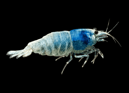 Low Grade Blue Bolts Shrimps - Nano Tanks Australia