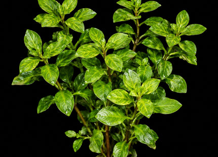 Ludwigia 'Atlantis' – 5 Stems - Nano Tanks Australia