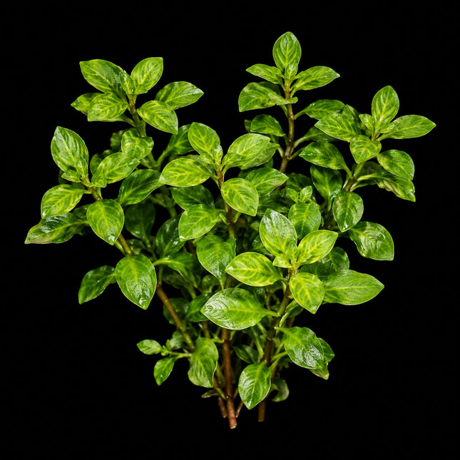 Ludwigia 'Atlantis' – 5 Stems - Nano Tanks Australia