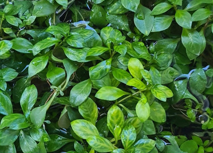 Ludwigia Atlantis 5cm 3cm - Nano Tanks Australia