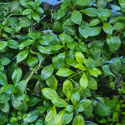 Ludwigia Atlantis 5cm 3cm - Nano Tanks Australia