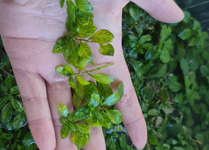 Ludwigia Atlantis 5cm 3cm - Nano Tanks Australia
